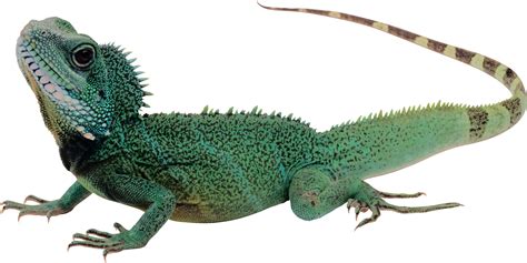 Lizard .
